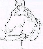 Collar Measurment